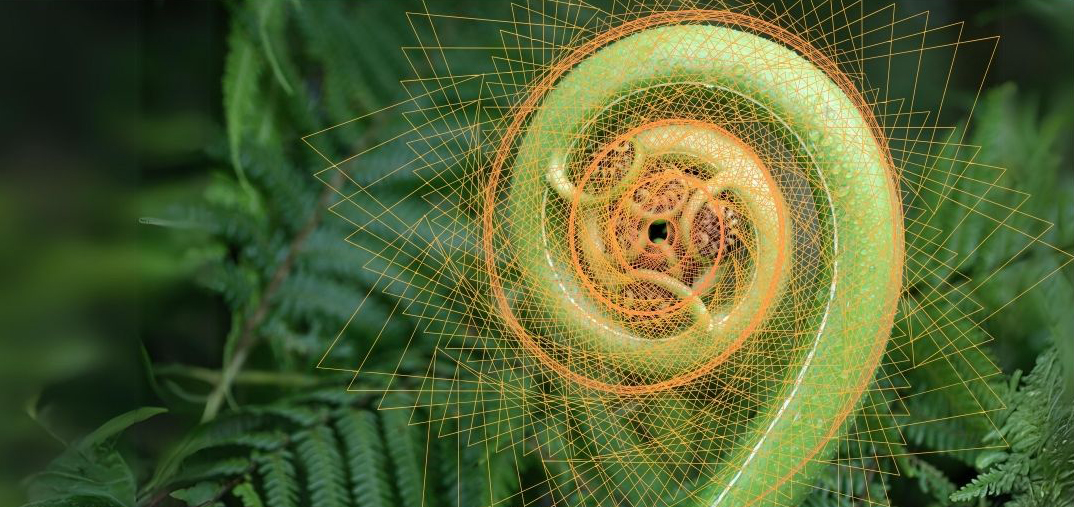 Ecologia Integral e Competência Social para os Amigos de Deus